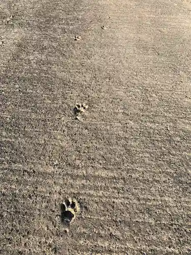 諏訪神社の動物