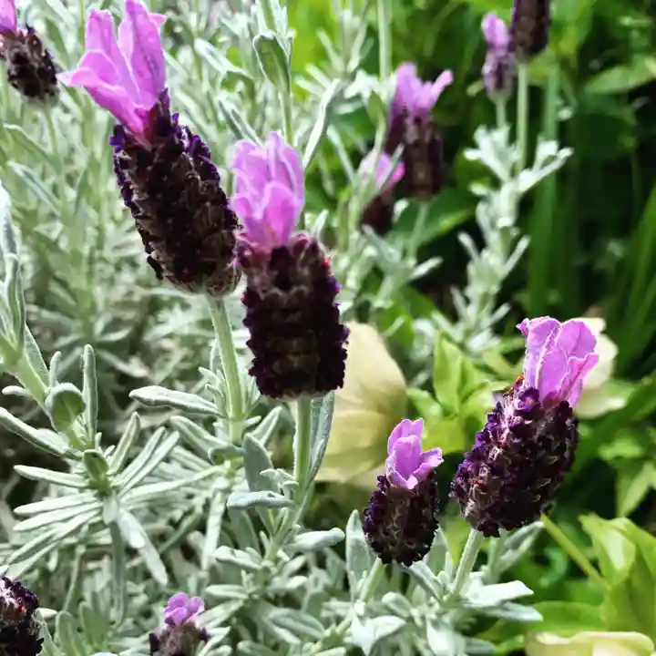 豊景神社の自然