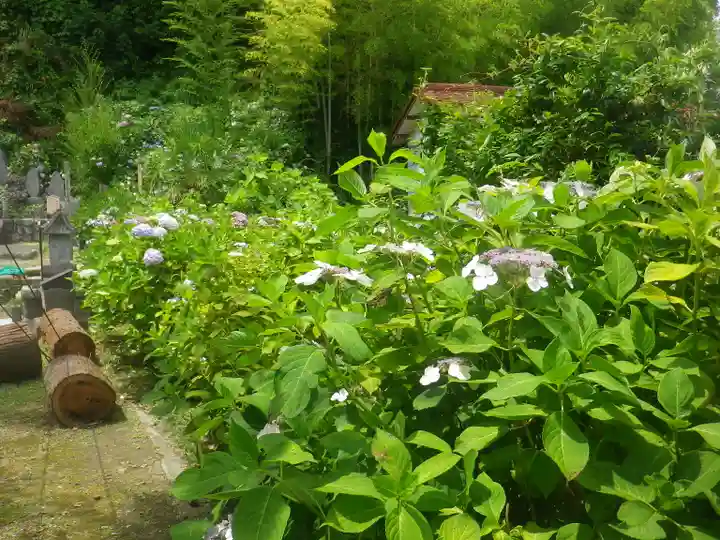 御霊神社の自然