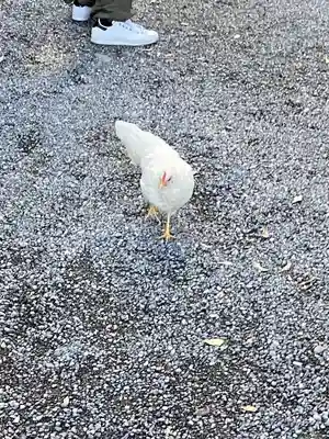 伊勢神宮外宮（豊受大神宮）(三重県)