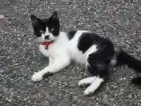 橘樹神社の動物