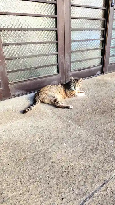 白金氷川神社の動物