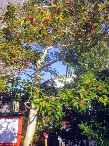 由比若宮（元鶴岡八幡宮）の自然