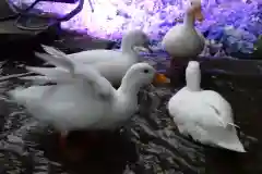 楽法寺（雨引観音）の動物