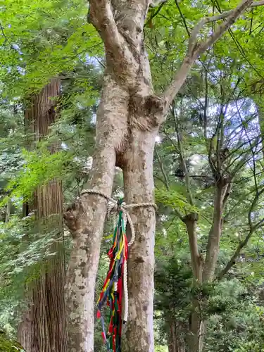 河口浅間神社(山梨県)