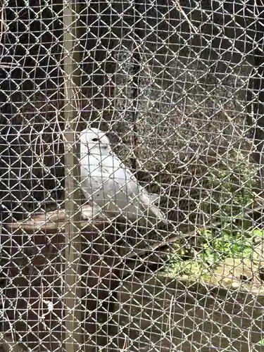 武蔵一宮氷川神社の動物