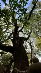 若一神社(京都府)