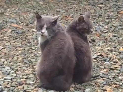 塩竈神社の動物