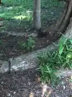 錦山天満宮の動物