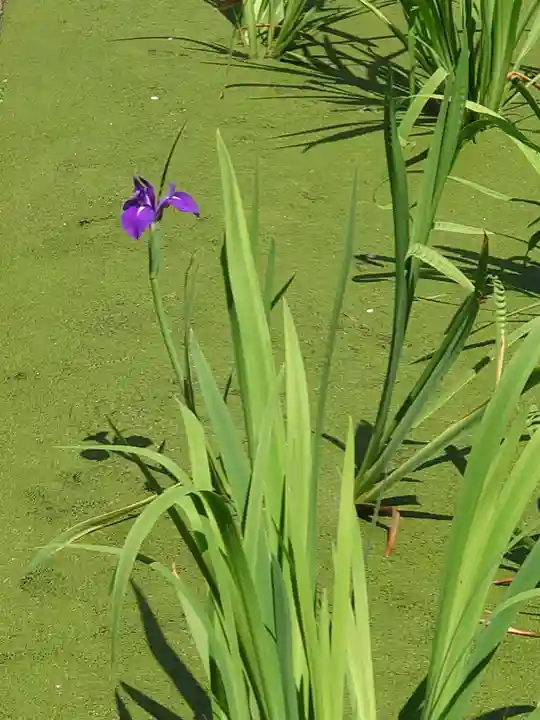 浅澤社(住吉大社境外末社)の自然