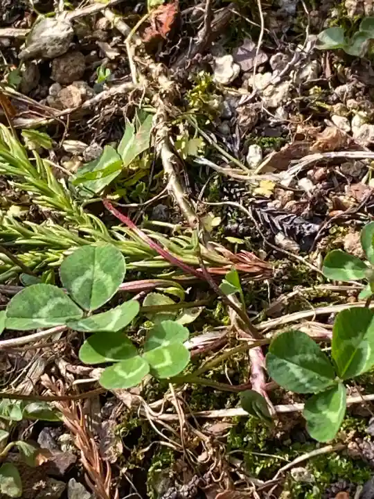 日光二荒山神社(栃木県)