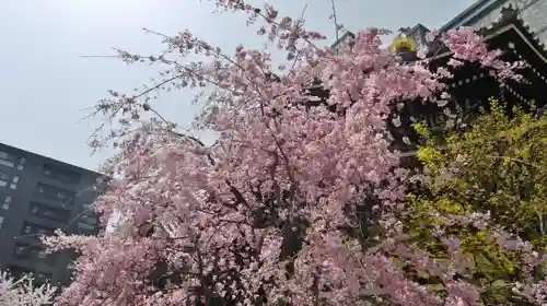 頂法寺（六角堂）の自然