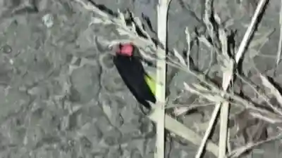 熊野神社の動物