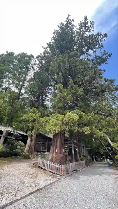 仁科神明宮の自然