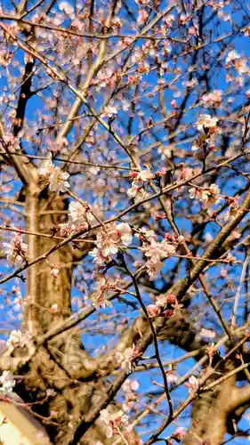 飯綱神社の自然