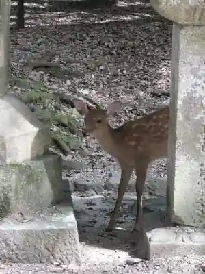 春日大社の動物