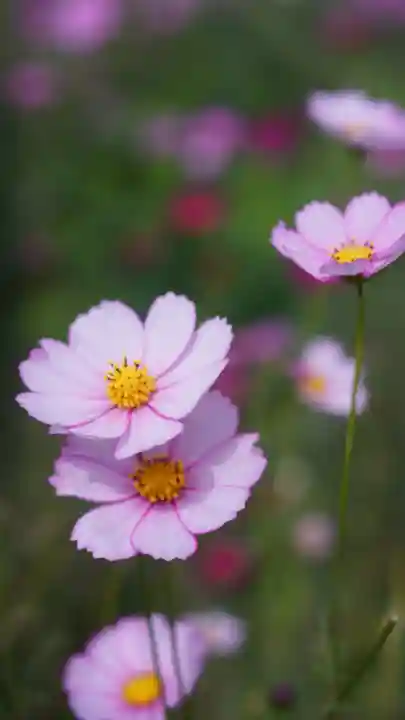 般若寺 ❁コスモス寺❁(奈良県)