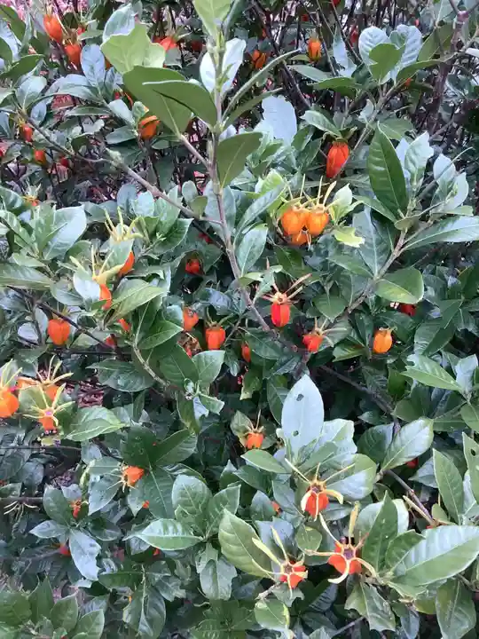 平坂熊野神社の自然