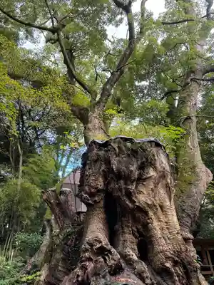 來宮神社(静岡県)