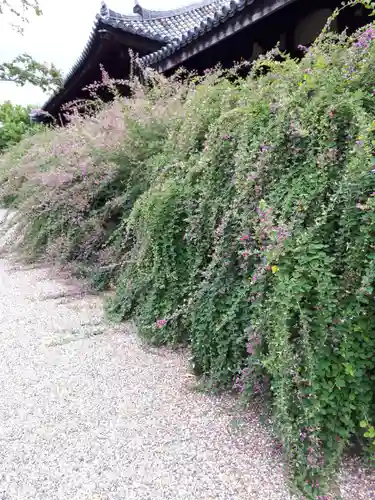 元興寺の自然