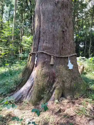 土佐神社の自然