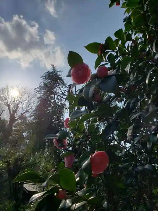 白金氷川神社の自然