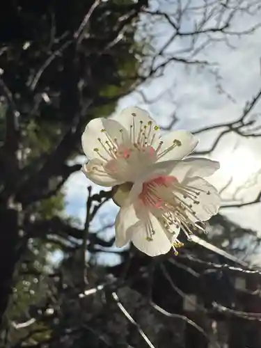 布多天神社の自然