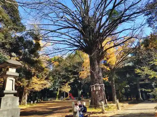 赤坂氷川神社(東京都)