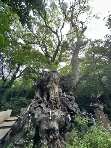 來宮神社(静岡県)