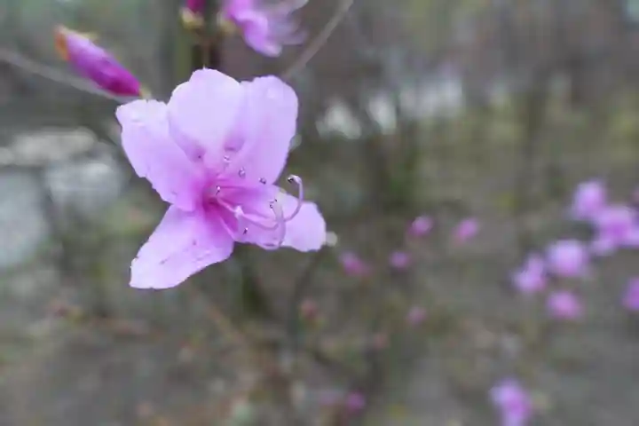 廣田神社の自然