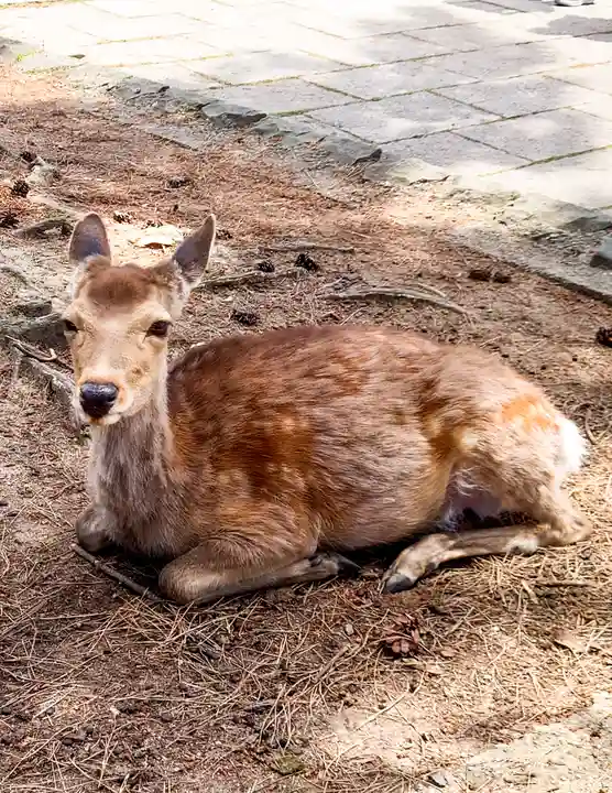 東大寺(奈良県)