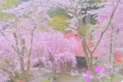 金櫻神社(山梨県)