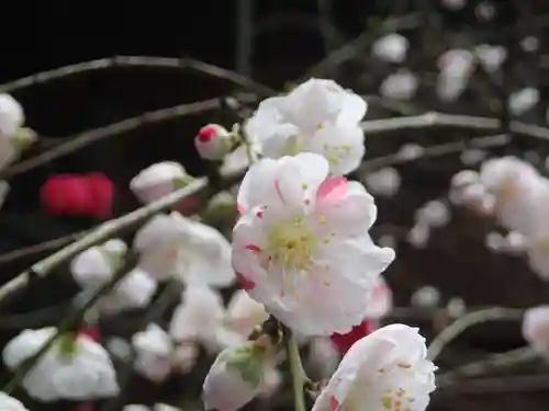 飛鳥坐神社の自然