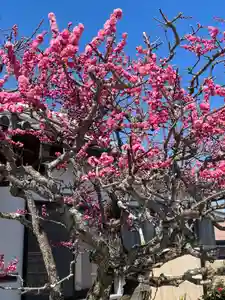 梅香寺(三重県)(2025年03月25日(火) 15時29分42秒投稿)