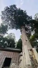 依居神社(福井県)