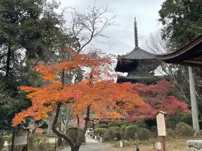 園城寺（三井寺）(滋賀県)