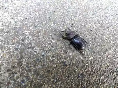 若宮神社(京都府)