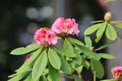 阿久津「田村神社」（郡山市阿久津町）旧社名：伊豆箱根三嶋三社の庭園