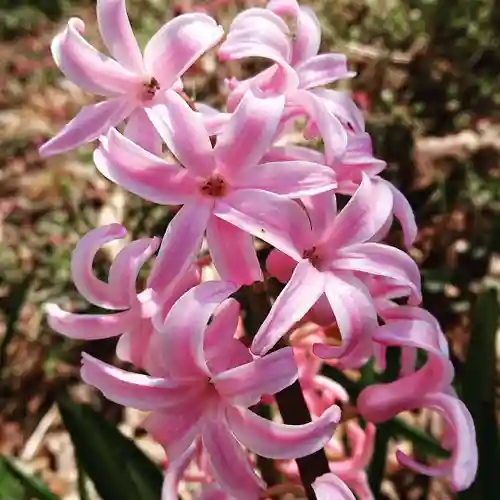 壽徳寺 じゅとくじの自然