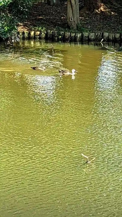 菊田神社の動物