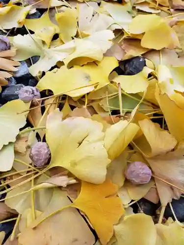 金乗院(目白不動尊)の自然