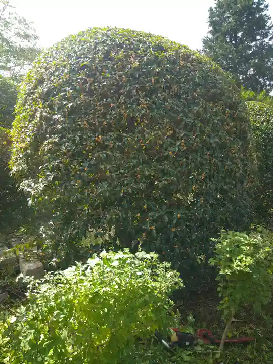 木華佐久耶比咩神社の自然