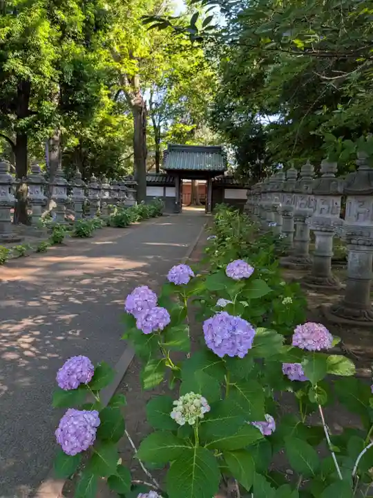 妙法寺(東京都)