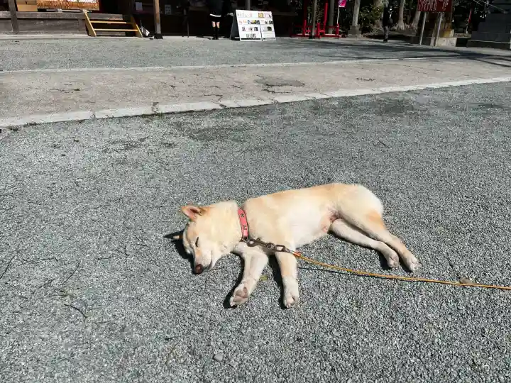 福島八幡宮の{uncategorized: "未分類", other: "その他", undefined: "問題あり", building: "その他建物", grave: "お墓", sacred_gate: "鳥居", guardian: "狛犬", statue: "像", buddha: "仏像", history: "歴史", nature: "自然", garden: "庭園", animal: "動物", pagoda: "塔", temizu: "手水舎", mountain_gate: "山門・神門", sanctuary: "本殿・本堂", subordinate: "末社・摂社", art: "芸術", scenery: "景色", jizo: "地蔵", ema: "絵馬", goshuin: "御朱印", omikuji: "おみくじ", items: "授与品その他", amulet: "お守り", goshuincho: "御朱印帳", eats: "食事", festival: "お祭り", votive_dance: "神楽", shichigosan: "七五三参", wedding: "結婚式", experience: "体験その他", initially: "初詣", around: "周辺", anti_infection: "感染症対策"}