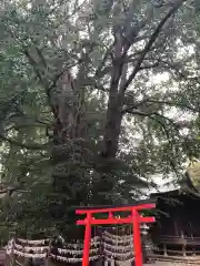 杵築大社の鳥居