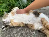 秩父札所十三番 慈眼寺(埼玉県)