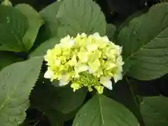 白山神社の自然