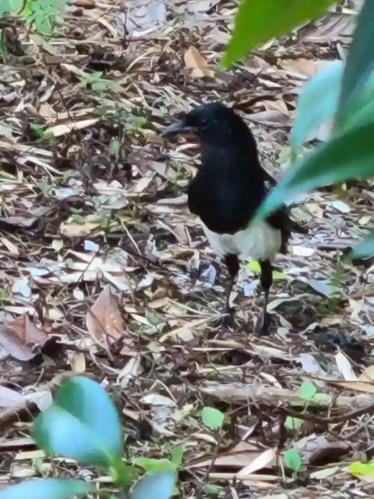 牛嶋天満宮の動物