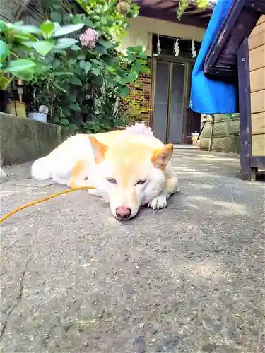 福島八幡宮の動物