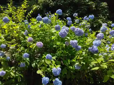 明月院(神奈川県)